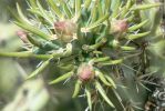 PICTURES/Wildflowers - Desert in Bloom/t_Lavender Spikes8.JPG